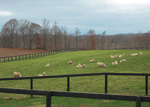 L'il Bo Pup Fiber Farm